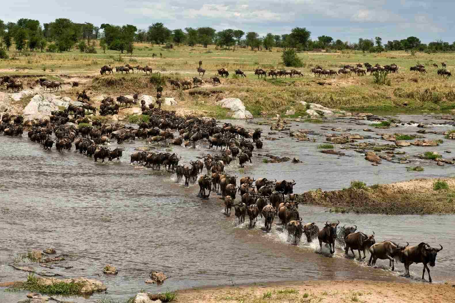 Große Tierwanderung in der Serengeti - Beste Reisezeit für Safari